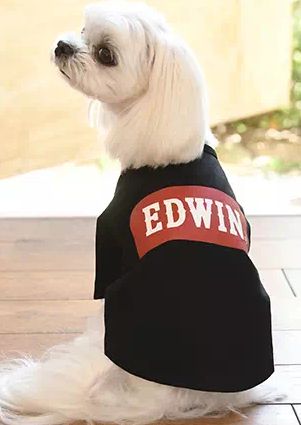 EDWIN<br>ベーシック ロゴ Ｔシャツ(BK)