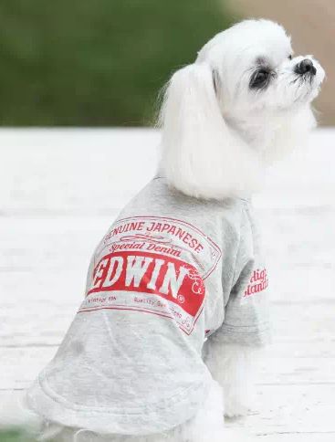 EDWIN<br>ロゴ Tシャツ(GR)