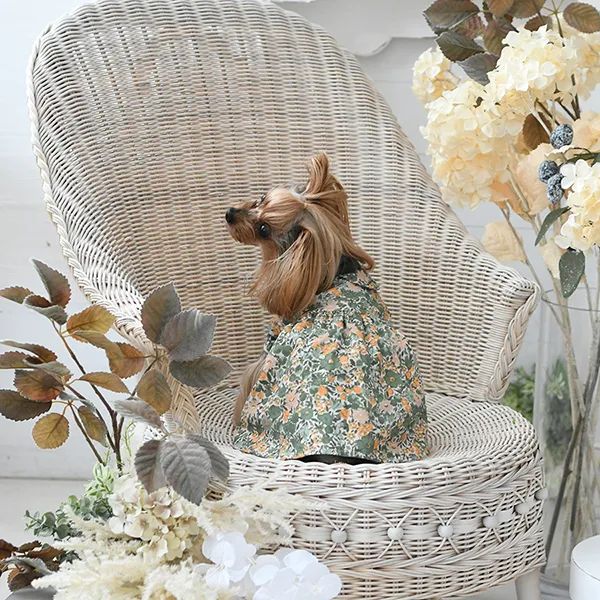 LAURA ASHLEY<br>襟付きワンピース(グリーン)